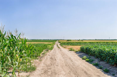 Scenic view of agricultural field against clear sky