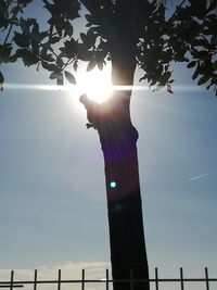 Low angle view of tree against sky