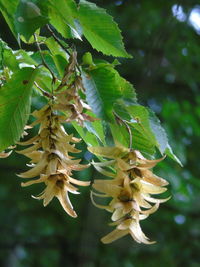 Close-up of flowers