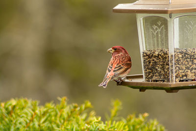 Close-up of bird perching on plant