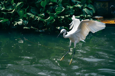 White heron flying over lake
