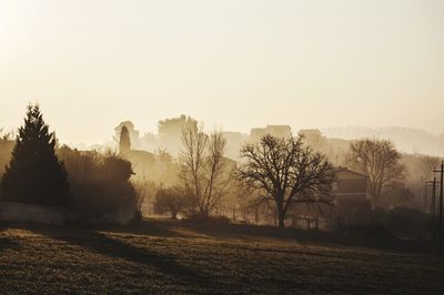 Trees on field against clear sky