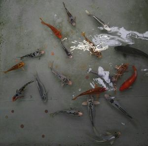 High angle view of fishes swimming in water