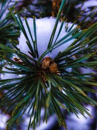 Close-up of pine tree