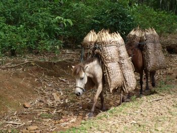 Goats standing on field