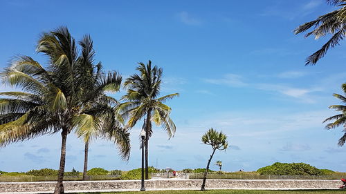 Low angle view of palm trees against sky