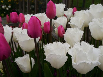 Close-up of white flowers blooming outdoors