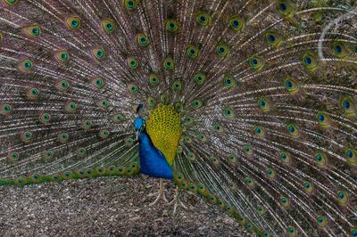 Peacock feathers