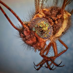 Close-up of spider