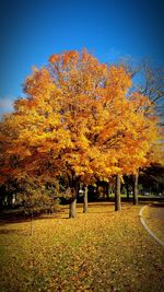 Trees in park during autumn