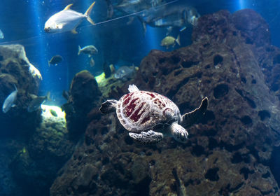 Fish swimming in sea