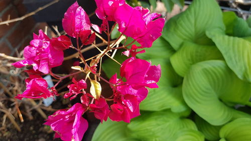 Close-up of pink flowering plant