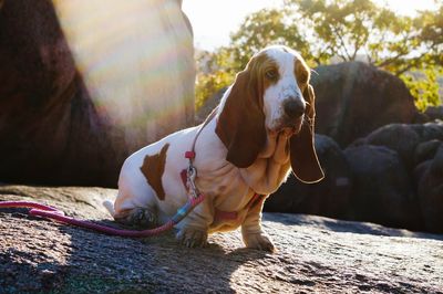 Close-up of dog outdoors