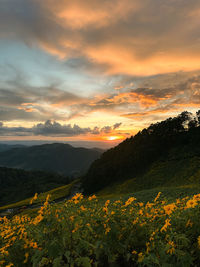 Scenic view of field against sky during sunset