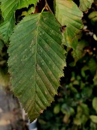 Close-up of green leaf on plant