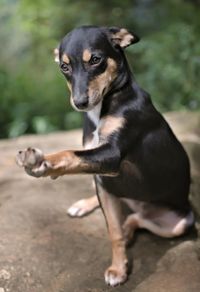Portrait of dog sitting outdoors