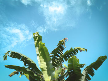 Low angle view of tree against sky