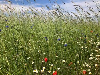 Scenic view of grassy field against sky