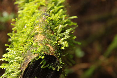 Close-up of plant