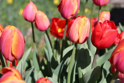 Close-up of red tulips in park