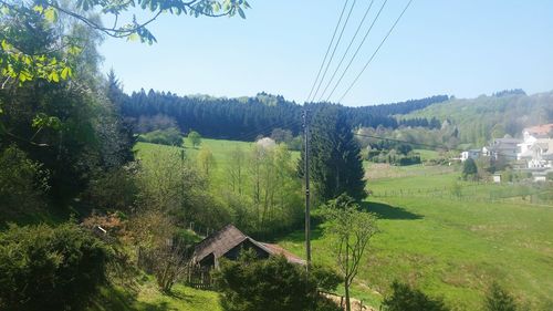 Scenic view of grassy field