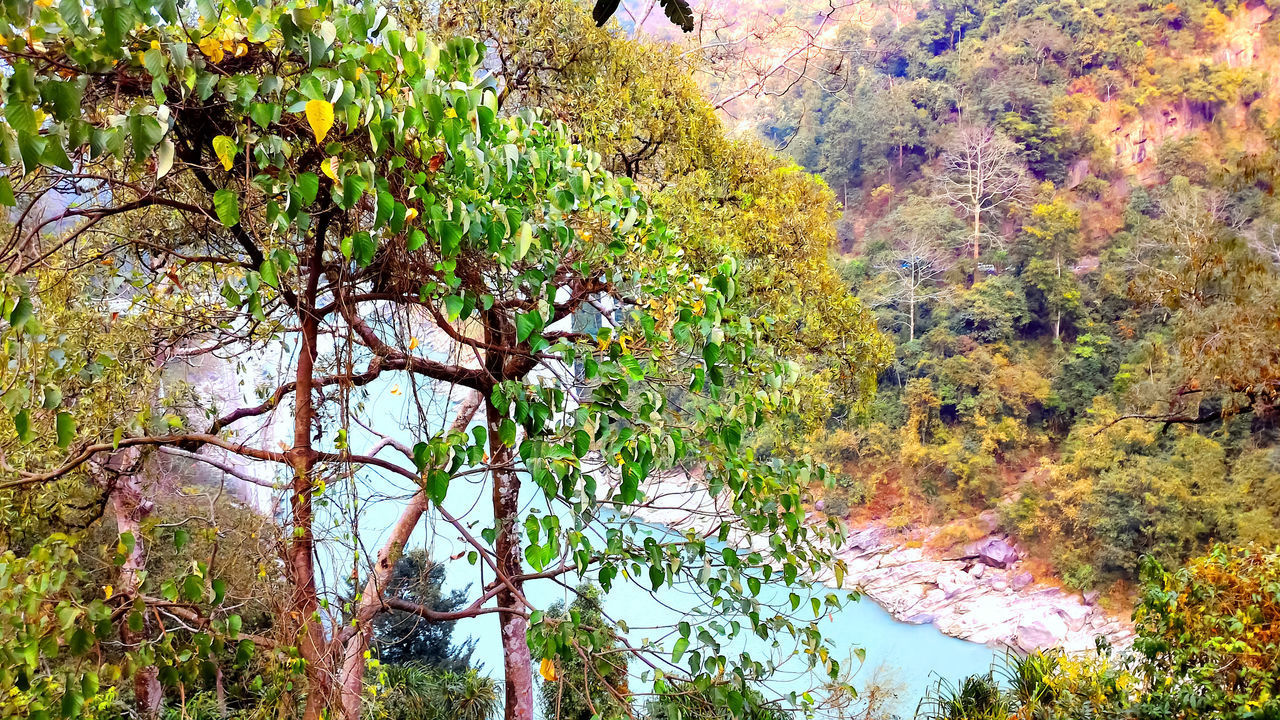 SCENIC VIEW OF AUTUMNAL TREES BY LAND