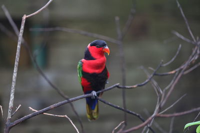 Bird perching on branch