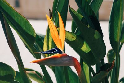 Close up of strelitzia flower