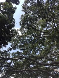 Low angle view of trees in forest against sky