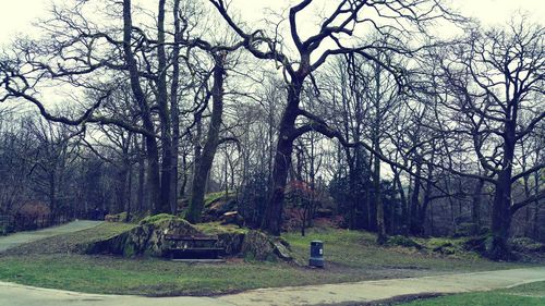 Bare trees in park