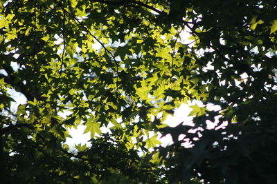 Low angle view of trees in forest against sky