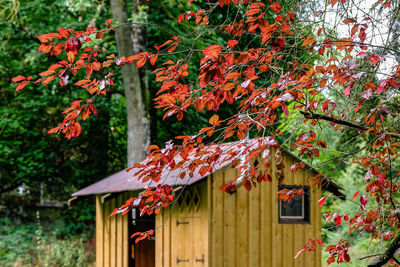 Close-up of red autumn tree against building