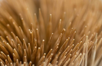 Full frame shot of leaf