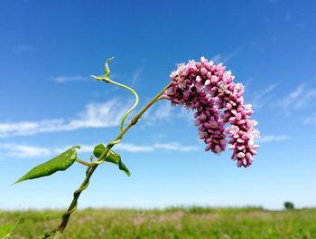 Close-up of pink flowering plant on field against blue sky