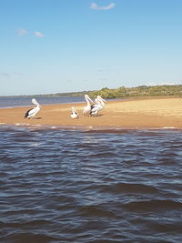 Birds flying over sea against clear blue sky