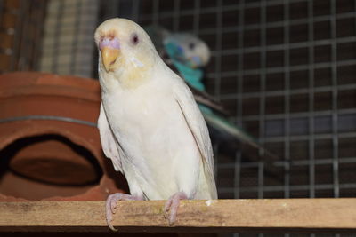 Close-up of parrot perching in cage