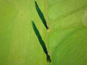 Aerial view of trees on field