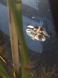 Close-up of spider on leaf