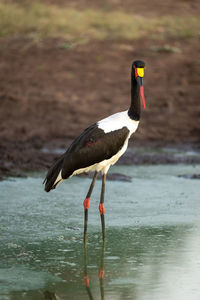 Female saddle-billed stork looking down in waterhole