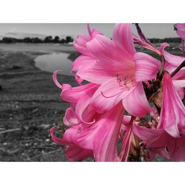 flower, transfer print, petal, flower head, freshness, fragility, auto post production filter, beauty in nature, close-up, growth, pink color, nature, focus on foreground, blooming, plant, single flower, pollen, in bloom, stamen, blossom