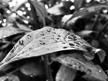 Close-up of leaf