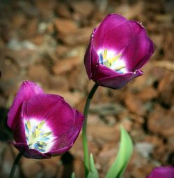 Close-up of pink flowers