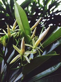 Close-up of plant