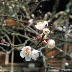 Close-up of white flowers blooming in park