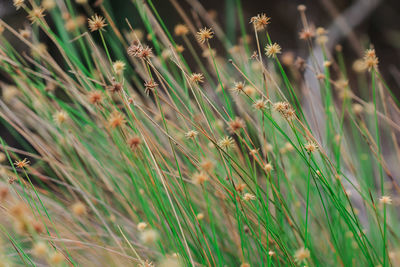 Close-up of flowering plants on field