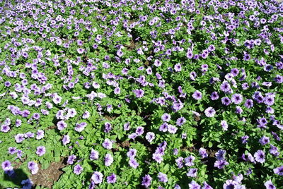 Purple flowers blooming outdoors