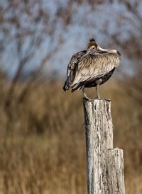 Bird perching on wooden post