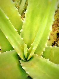 Close-up of cactus