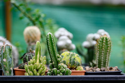 Close-up of succulent plant