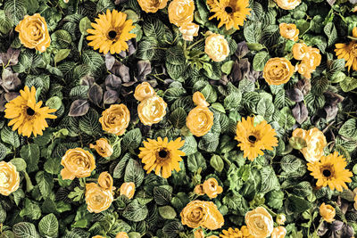 Background of spring artificial yellow chrysanthemums and peony roses in the garden